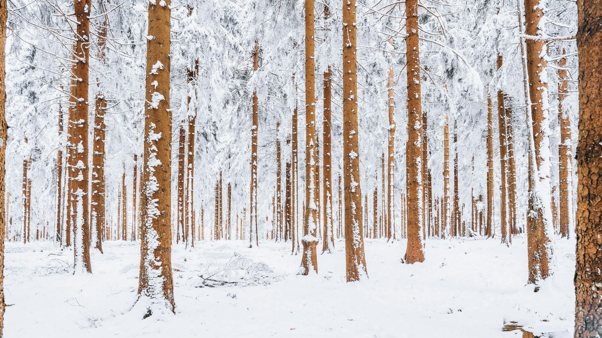 Composer Karen Amrhein joins Vienna Live to present her new Navona Records album of symphonic music, Panorama.